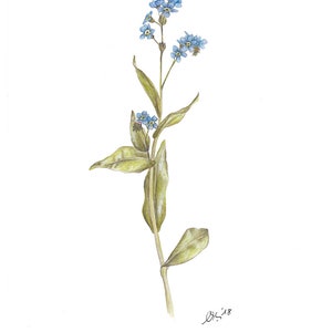 Forget-me-not Art Print, created as a watercolor, mural, botanical illustration, forget-me-not, vernal, garden lover image 2