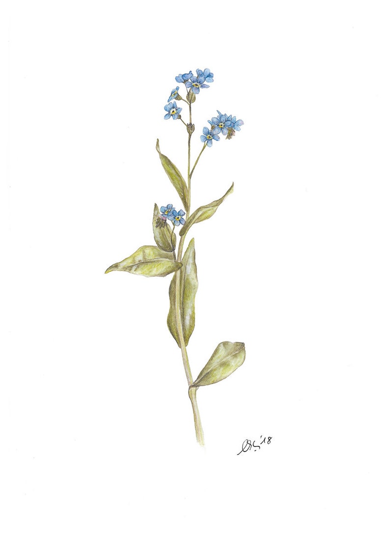 Forget-me-not Art Print, created as a watercolor, mural, botanical illustration, forget-me-not, vernal, garden lover image 2