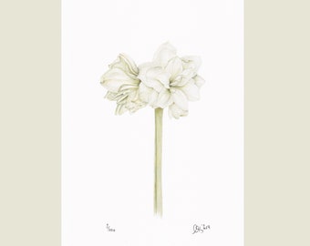 Bild mit weißer Amaryllis, in Aquarell gezeichnet,  weiße Blüte, Weihnachtsdeko, Naturzeichnungen, Wanddekoration,Christine Wiegelmann