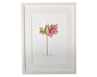 drawn flower as art print, sneezflower with watercolor colors drawn, sneeze as fine art print, Christine Wiegelmann, nature