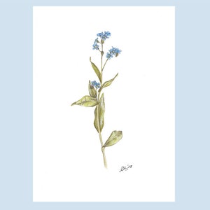 Forget-me-not Art Print, created as a watercolor, mural, botanical illustration, forget-me-not, vernal, garden lover image 1