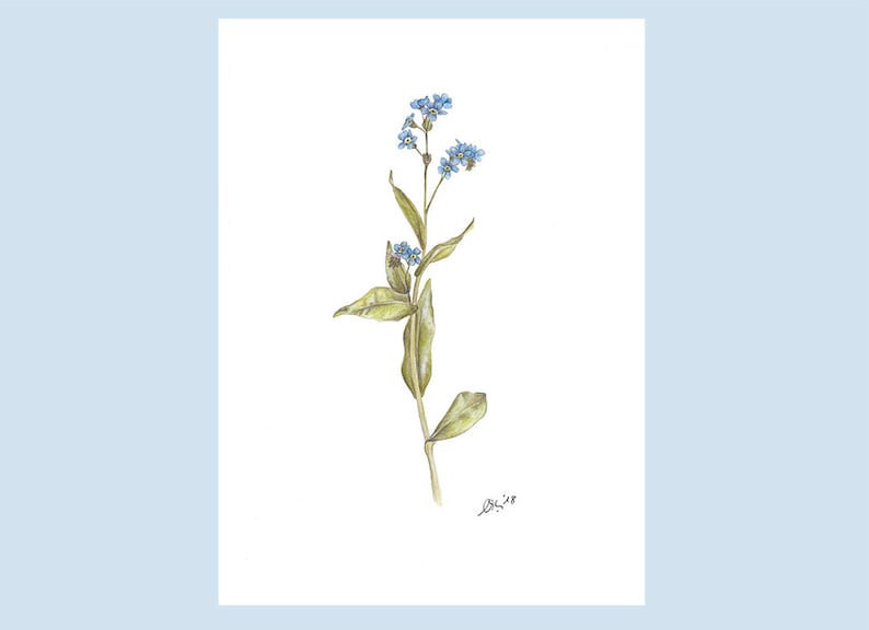 Forget-me-not Art Print, created as a watercolor, mural, botanical illustration, forget-me-not, vernal, garden lover image 1