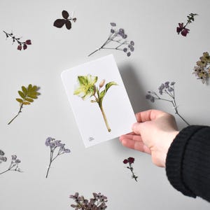 illustrierte Blumenpostkarte, Blumengruß, gezeichnete Amaryllisblüte , Blütenkunstkarte, fotorealistische Zeichnung, Weihnachtskarte Blüte