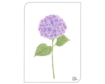 Flower postcard hydrangea flowers A6, with stem, in purple, violet or turquoise