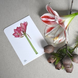 Weihnachtliche Blütenpostkarte mit roter Amaryllis - Ritterstern in Din A6, Mini-Kunstdruck als kleines Wandbild für Weihnachtsdekoration