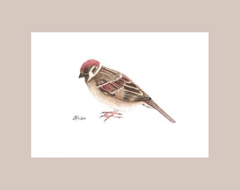 Sperling als Kunstdruck, Gartenvögel, Fine Art Print mit Spatz, Tierzeichnung in Aquarell, Zeichnungen für Vogelfreunde, gezeichnete Vögel
