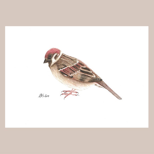 Sperling als Kunstdruck, Gartenvögel, Fine Art Print mit Spatz, Tierzeichnung in Aquarell, Zeichnungen für Vogelfreunde, gezeichnete Vögel