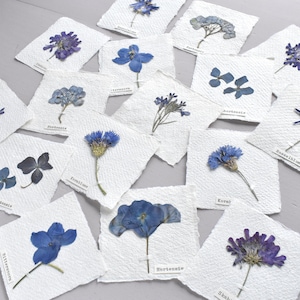 kleine, handgefertigte Blütenbilder, mit Hortensie,Kornblume, Skabiose,Herbarium,Trockenblumen, Lesezeichen, Anhänger, Tischkärtchen, Papier