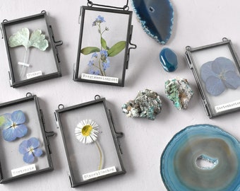 Dried flowers in frame, transparent picture frame with forget-me-not, ginkgo, daisies, herbarium, double glass frame for plants