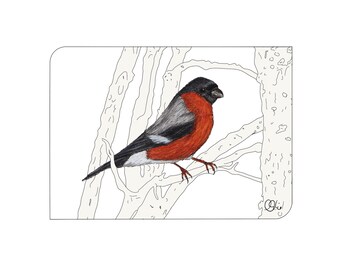 Postkarte mit Dompfaff, der Gimpel eine Gartenvogel als Grußkarte, Wintermotiv