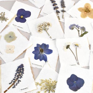 Bilder mit echten  Blüten,Herbarium,Rittersporn,Edelweiß,Hortensie,getrocknete Pflanzen als Lesezeichen,Geschenkanhänger,Tischkärtchen