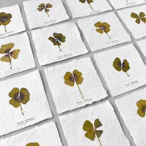 1 Herbar-Karte mit Kleeblatt, mini Glücksklee, getrocknete Pflanzen, Glücksbringer, Herbarium mit Kleeblatt, Botanische Bilder,Kleeblatt