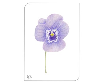 Hornveilchen als Postkarte, gezeichnete Frühlingsblume, in Aquarell gezeichnet, Postkarte mit Blumen, Hornveilchen, Blüten, Viola