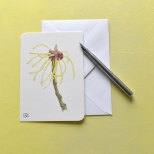 Zaubernuss als Postkarte, Zaubernuss, gezeichnete Heilpflanzen, Hamamelis ein Blütenmotiv, als Aquarell gezeichnet, illustrierte Blüten
