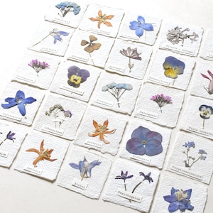 echte Blütenbilder, handgefertigt, Herbarium, Gänseblümchen, Kräuter, Hortensie, Farn, getrocknete Blumen, Lesezeichen Tischkärtchen, Papier