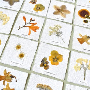 kleine, handgefertigte Herbarium-Blütenbilder Gelbtönen, mit Hortensie, Glücksklee,Schafgabe, Trockenblumen-Lesezeichen,Tischkärtchen,Papier