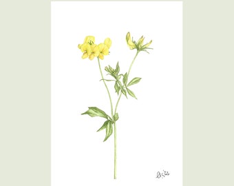 Picture with bird's-foot trefoil, A4 art print, yellow flowers, nature drawing, wall decoration, spring decoration, botanical art, wild plants