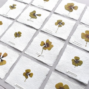 1 Herbar-Karte mit Kleeblatt, mini Glücksklee, getrocknete Pflanzen, Glücksbringer, Herbarium mit Kleeblatt, Botanische Bilder,Kleeblatt