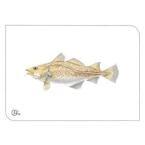 Kabeljau Postkarte in Din A6, Fisch Aquarell gedruckt als Mini Wandbild für Badezimmer, Grußkarte für Ozeanologen, Geschenkkarte für Angler.