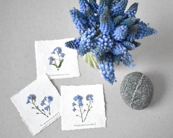 small pictures with forget-me-nots, herbarium pictures, cards, dried plants as bookmarks, herbarium, tags, place cards