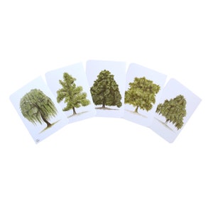 5 schlichte Laubbaum Postkarten Din A6, wissenschaftliche Illustration,Baumaquarelle kleine Wandbilder, Weide, Ginkgo,Kastanie,Platane,Buche
