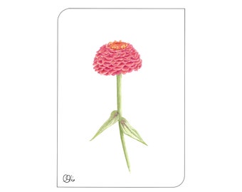 Zinnienblüte auf Postkarte, Aquarellzeichnung, rosa Blütenpostkarten, Botanische Kunstkarten, gemalte Sommermotive, Christine Wiegelmann