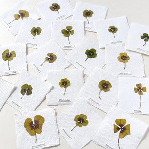 Herbar-Karte mit Kleeblatt, mini Glücksklee, getrocknete Pflanzen, Glücksbringer, Herbarium mit Kleeblatt, Botanische Bilder,Kleeblatt