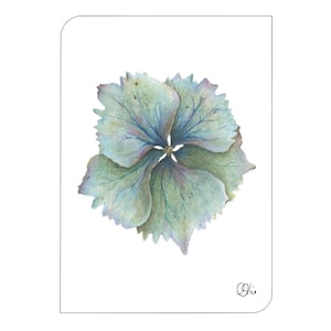 illustrierte Blumenpostkarte mit Hortensie, Blütenmotive, gezeichnete Aquarelle, Pflanzenzeichnung, Christine Wiegelmann zeichnet, türkis