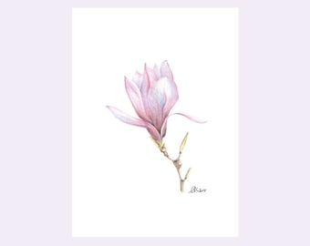 Magnolia as an art print, garden plant, pink flowers, botanical art print, illustrated flower, fine art print, plant drawing, mural