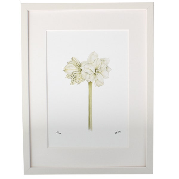 Bild mit weißer Amaryllis, in Aquarell gezeichnet,  weiße Blüte, Weihnachtsdeko, Naturzeichnungen, Wanddekoration,Christine Wiegelmann