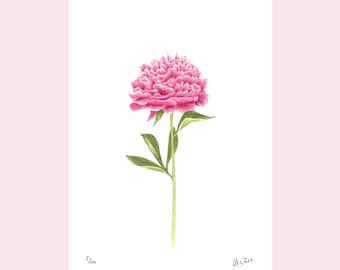 Art print with peony, peony watercolor, garden flowers, fine art print, botanical drawing, peony drawing, peony, flower