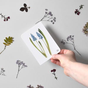 zarte, pastellfarbige Traubenhyazinthen Postkarte in hellblau-grün, blumige Frühlingskarte,  Muscari als gute Laune Karte, Din A6 Minibild