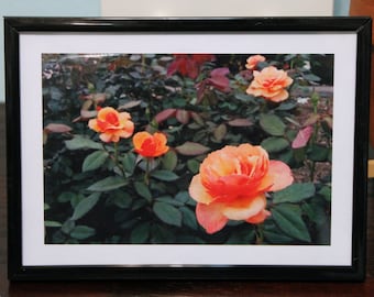 Roses Photo Print, Photography, Flowers, Floral, Wall Art, 4x6 Photograph