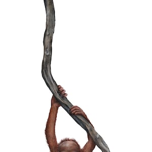 Orangutan Wall Mural