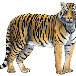Pegatina de calcomanía de pared de tigre (38 in. X 32 pulg.)