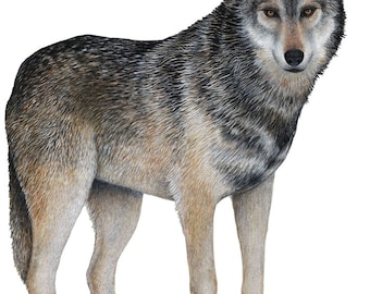 Gray Wolf Wall Decal