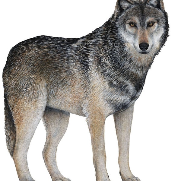 Wolf Wall Decal Etsy