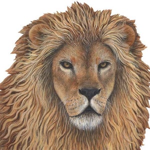 Lion Wall Decal