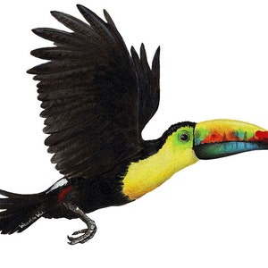 Toucan Wall Mural