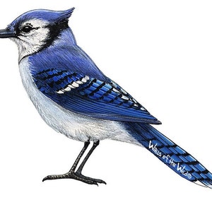 Blue Jay Wall Decal - Etsy