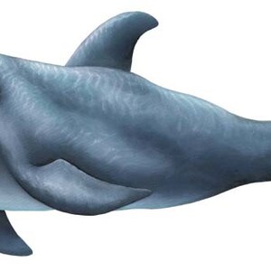 Decalcomanie da muro di nuoto dei delfini