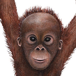 Orangutan Wall Decal