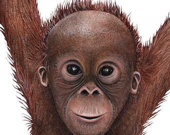 Orangutan Wall Decal