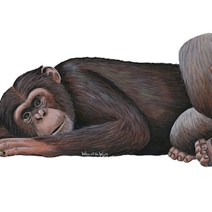 Calcomanía de pared de chimpancé