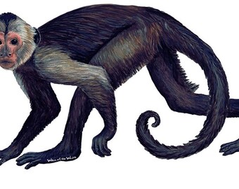 Capuchin Wall Decal