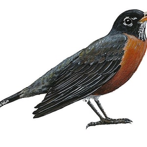 Robin Wall Decal