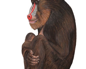 Baboon Wall Decal