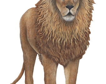 Lion Wall Decal 30x47 inch lion sticker for safari-themed room