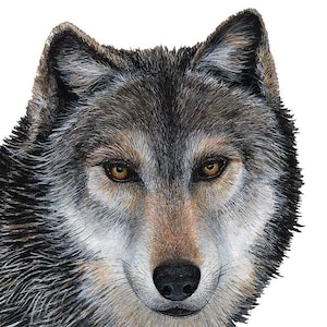 Wolf Wall Decal