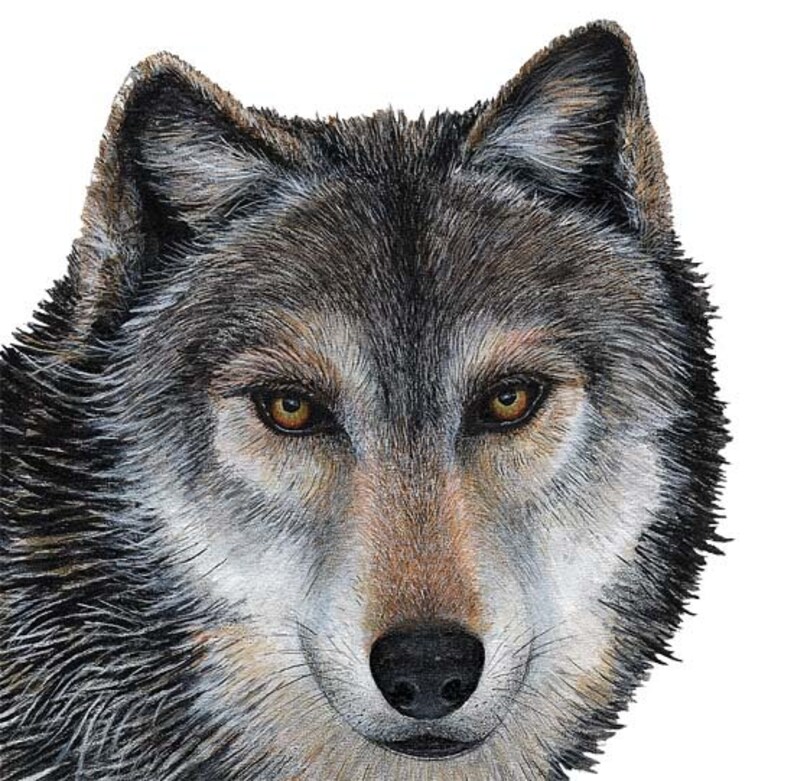 волк в полный рост сбоку. Von wolf. постер волк распечатать. хищные животные волки. Woodscream волчица.